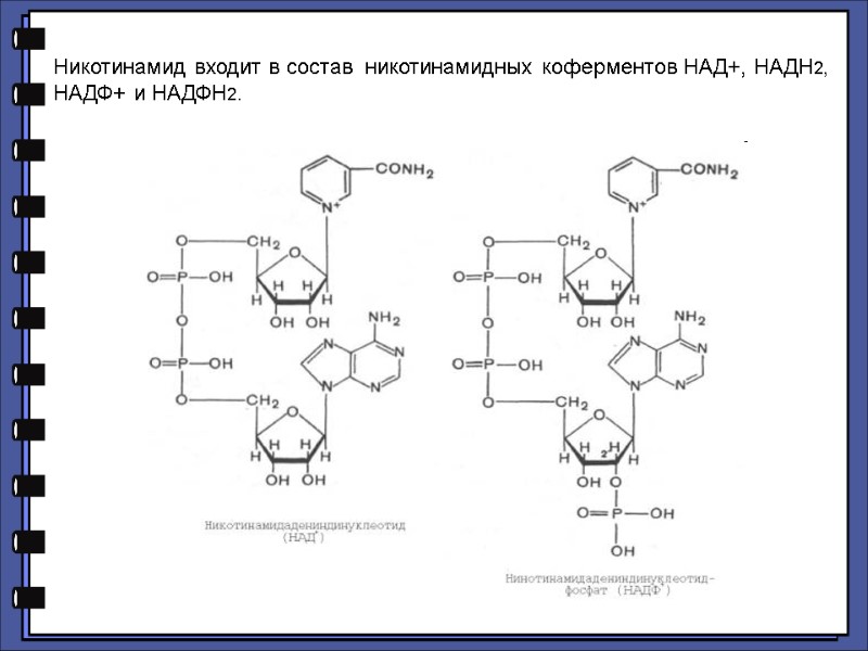 Никотинамид входит в состав  никотинамидных коферментов НАД+, НАДН2, НАДФ+ и НАДФН2.